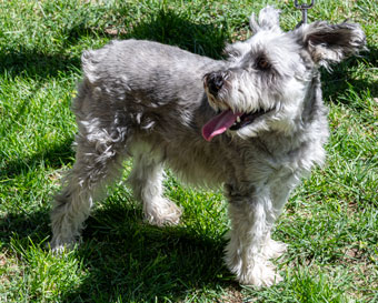 Photo of Rescue Miniature Schnauzer Esther