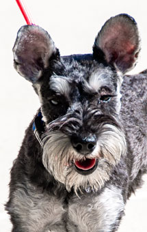 Photo of Rescue Miniature Schnauzer puppy Foxy