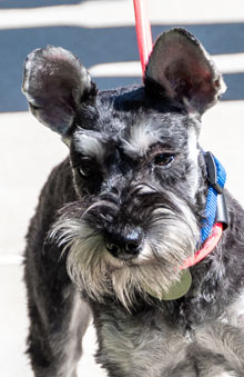 Photo of Rescue Miniature Schnauzer puppy Foxy