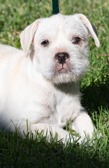 Photo of Rescue Miniature Schnauzer Mix Puppy Holly