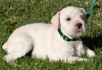 Photo of Rescue Miniature Schnauzer Mix Puppy Holly