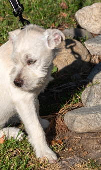 Photo of Rescue Miniature Schnauzer Mix Puppy Honey