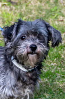 Photo of Rescue Miniature Schnauzer / Yorkie Mix Lola