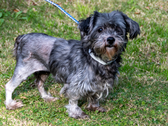 Photo of Rescue Miniature Schnauzer / Yorkie Mix Lola