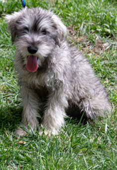 Photo of Rescue Miniature Schnauzer Puppy Luke