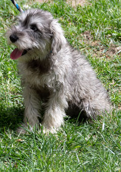 Photo of Rescue Miniature Schnauzer Puppy Luke