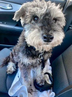Photo of Rescue Miniature Schnauzer Obi