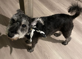 Photo of Rescue Miniature Schnauzer Obi