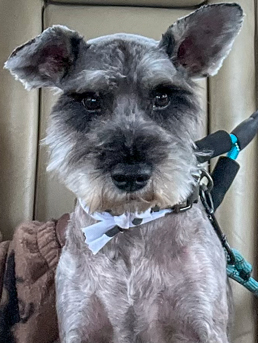 Photo of Rescue Miniature Schnauzer Rex