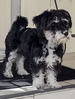 Photo of Rescue Schnauzer Mix Snickers