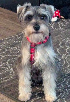 Photo of Rescue Miniature Schnauzer Puppy Bill
