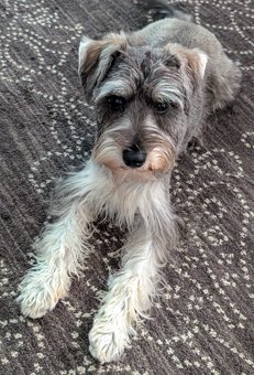 Photo of Rescue Miniature Schnauzer Puppy Bill