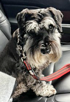 Photo of Rescue Miniature Schnauzer Dante