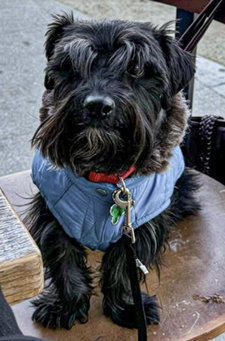 Photo of Rescue Miniature Schnauzer Dior