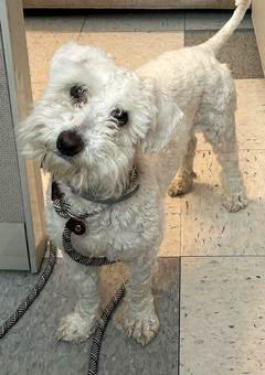 Photo of Rescue Miniature Schnauzer Mix Puppy Honey