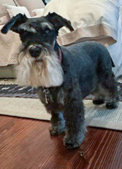 Photo of Rescue Miniature Schnauzer Ficino