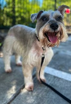 Photo of Rescue Miniature Schnauzer Hazel