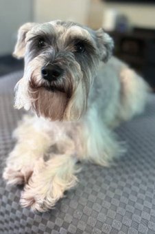 Photo of Rescue Miniature Schnauzer Hazel