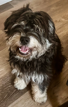 Photo of Rescue Miniature Schnauzer Mix Puppy Henry