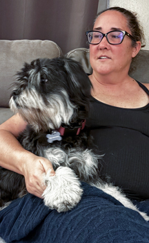 Photo of Rescue Miniature Schnauzer Mix Puppy Henry