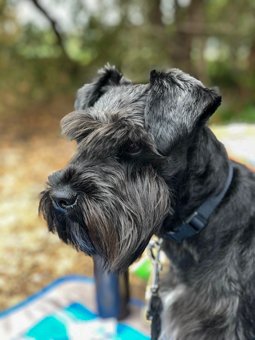 Photo of Rescue Miniature Schnauzer Hiro