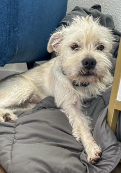 Photo of Rescue Miniature Schnauzer Mix Puppy Honey