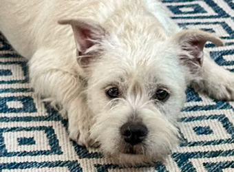 Photo of Rescue Miniature Schnauzer Mix Puppy Honey