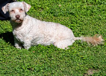 Photo of Rescue Miniature Poodle Mix Mary Lou