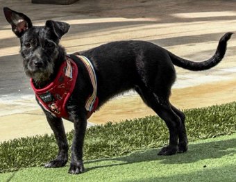 Photo of Rescue Miniature Schnauzer / Shih Tzu Mix Millie