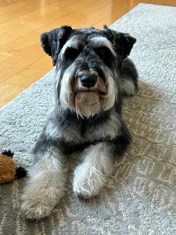 Photo of Rescue Miniature Schnauzer Milo