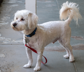 Photo of Rescue Miniature Schnauzer Mix Turbo