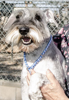 Photo of Rescue Dog Rufo