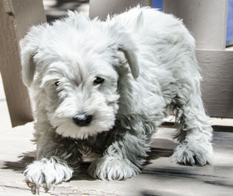 Photo of Rescue Puppy Samantha