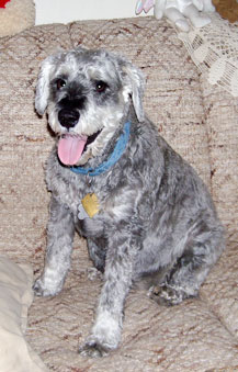 Photo of Rescue Dog Scottie