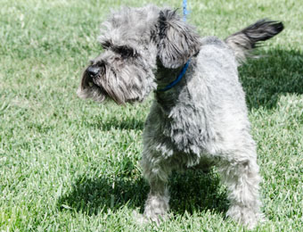 Photo of Rescue Schnauzer Mix Shane