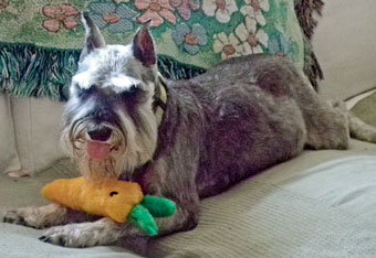 Photo of Rescue Dog Sugar